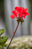 Red Flower / A red flower in front of a fountain in Butchart Gardens near Victoria, British Columbia, Canada